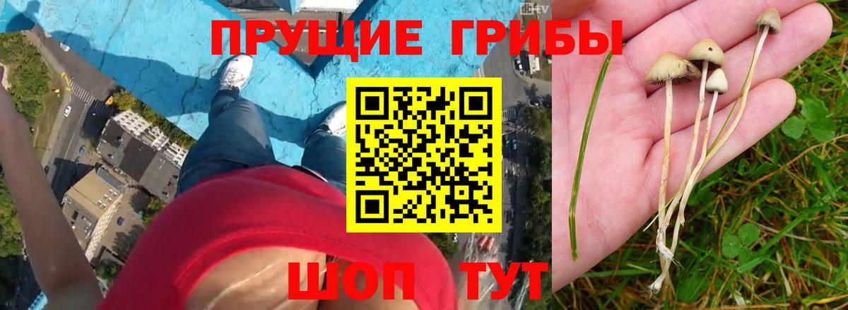 Псилоцибиновые грибы Magic Shrooms  Вход с VPN  Галлюциногенные грибы Psilocybine cubensis  Сальск 
